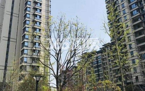 中国铁建悦湖国际交付绿化实景图（2020.12.04）