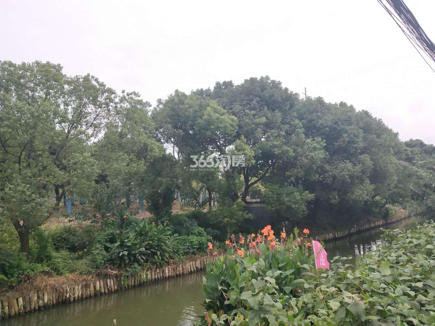 星河平江新著周边绿化实景图