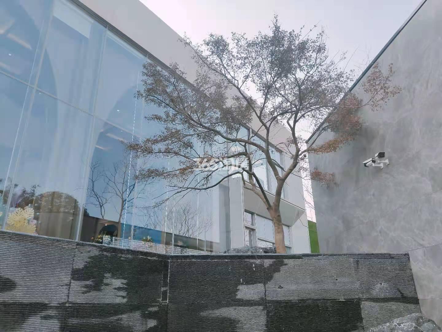 祥生庐州云境示范区装饰树木实景图（2021.3.8）